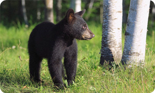 Black Bear (Ursus americanus)