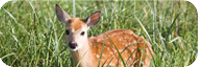 White-Tailed Deer (Odocoileus virginianus)