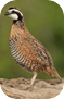 Bobwhite Quail (Colinus virginianus)